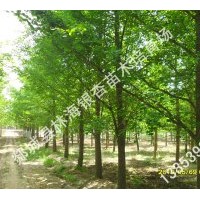 供應(yīng)精品綠化苗木：10-30公分銀杏、法桐等景觀大樹(shù)