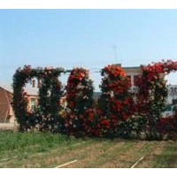 出售藤本月季