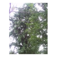 專供2-60公分銀杏樹