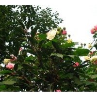 木芙蓉米徑：3-5公分