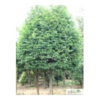 供應(yīng)15公分大骨架移栽天竺桂