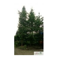 供應(yīng)6—8公分銀杏