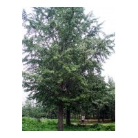 供應(yīng)銀杏樹 供應(yīng)1-80公分銀杏實生樹、嫁接樹