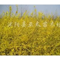 供應(yīng)亞太苗木：小葉女貞.紅葉小檗.金葉女貞.繡線菊.連翹