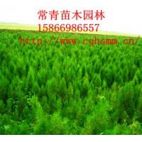 銷售供應(yīng)100cm側(cè)柏苗，側(cè)柏樹苗