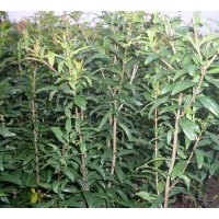 預(yù)售0.5以上石榴苗，木槿花苗