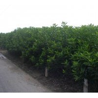 供應(yīng)法國(guó)冬青 珊瑚樹(shù) 法青