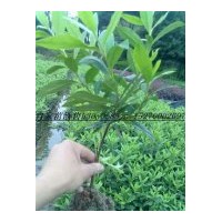 農(nóng)戶價(jià)大量供應(yīng)：杜鵑；紅花繼木 茶梅 金森女貞，小葉女貞