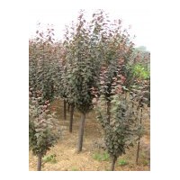 供應(yīng)紫葉李 2000棵