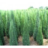 供應(yīng)最新塔柏價格播報