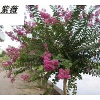 供應(yīng)紫薇樹