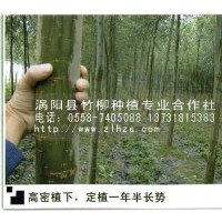 供應(yīng)【美國(guó)竹柳】速生竹柳 竹柳3號(hào)大量批發(fā)銷(xiāo)售！