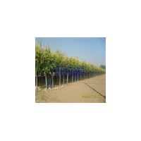 專供2-40公分榆樹(shù)（苗），金葉榆100萬(wàn)棵