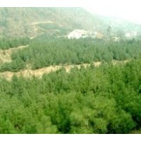 供應白皮松——陜西綠鑫源優(yōu)質(zhì)白皮松苗木基地