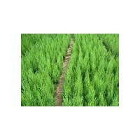 供應1.5米以上營養(yǎng)缽側柏苗