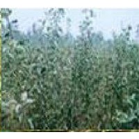 供應(yīng)核桃苗，山楂苗，櫻桃苗，葡萄苗，棗苗