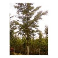 供應銀杏樹