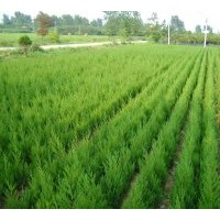 供蜀檜（球）、龍柏（球）、高桿女貞、紅葉石楠、廣玉蘭、紅、白