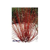 紅瑞木基地，銷售紅瑞木，黃瑞木，金銀木