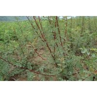 供應鈣果苗-----花椒苗