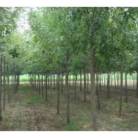 供應(yīng)各種規(guī)格的白蠟、國槐、臭椿、榆樹等大規(guī)格喬木