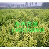 香香苗圃長期供應女貞，木槿，黃楊，小波，紫荊，金娃娃，丁香