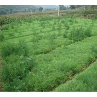 出售30-50公分白皮松，油松，側柏，華山松，蜀儈，黑松