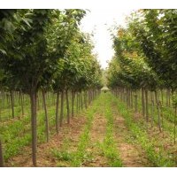 供應(yīng)河南櫻花，潢川櫻花