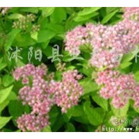 亞太苗木供應(yīng)：小葉女貞.紅葉小檗.金葉女貞.繡線菊.連翹