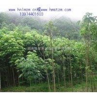 供應七葉樹苗，七葉樹，天師栗，梭欏樹