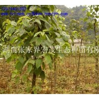 供應珙桐苗，珙桐種子，珍稀植物珙桐