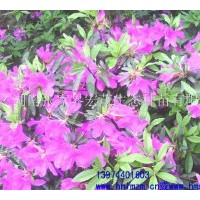 供應杜鵑球，杜鵑苗，杜鵑，杜鵑花