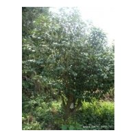 供應(yīng)茶花 樹冠飽滿，樹形好