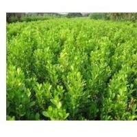 供應(yīng)瓜子黃楊球