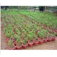 供應(yīng)紅豆杉樹苗