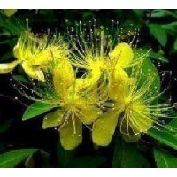 供應(yīng)3分枝35厘米金絲梅