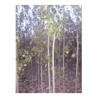 常年供應(yīng)三倍體毛白楊