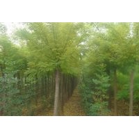 供應(yīng)4-40公分國(guó)槐