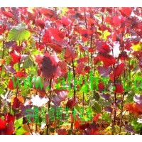 供應(yīng)全紅楊 野生大香樟 野生大三角楓 桂花 野生銀杏