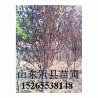 供一二年冠8-20公分國槐，法桐，白蠟