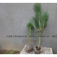 供應(yīng)黑松 20-100CM