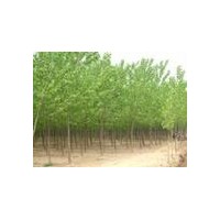 供應(yīng)紅葉楊，速生楊，皂角樹，黃金槐，香花槐，臭椿樹