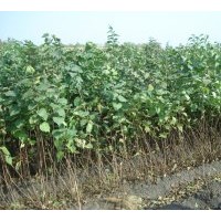 供應(yīng)紫丁香 小葉丁香 紅瑞木 偃伏萊木