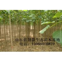 萬(wàn)畝107速生楊、速生柳出售
