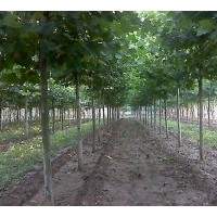 供6-20公分平頭一二年帽的法桐 白蠟`國槐`合歡`法桐,速生法桐；