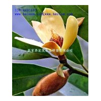 供應(yīng)黃心夜合