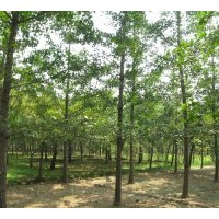 超低價(jià)供應(yīng)3---60公分銀杏實(shí)生樹，銀杏嫁接樹