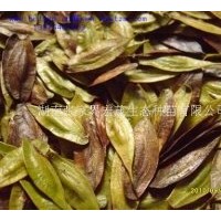 供應(yīng)杜仲種子