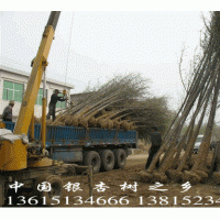 專供銀杏樹價格