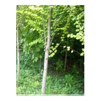 供應(yīng)連香樹苗